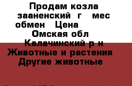 Продам козла зааненский 1г 2 мес обмен › Цена ­ 5 000 - Омская обл., Калачинский р-н Животные и растения » Другие животные   